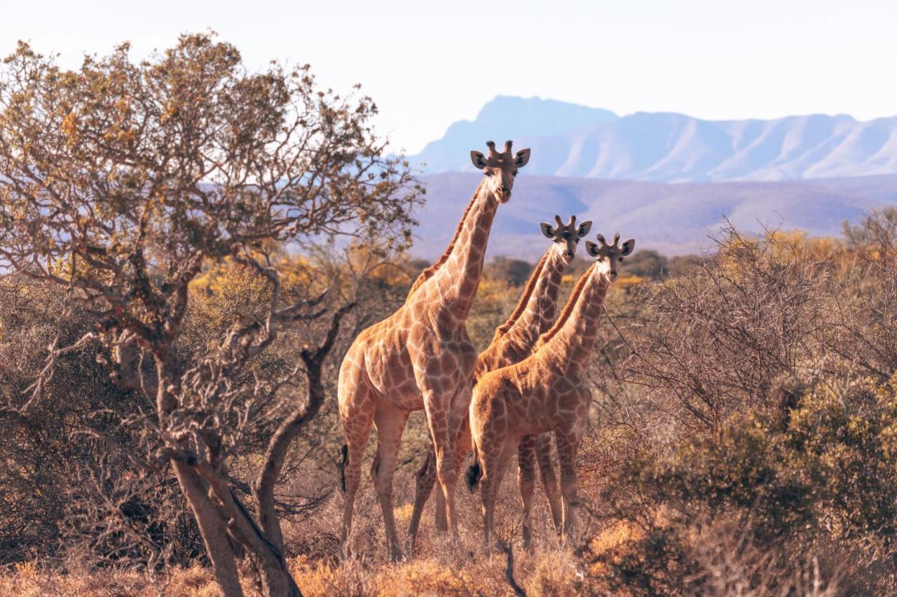 Africamps Klein Karoo Βίλα Oudtshoorn Εξωτερικό φωτογραφία