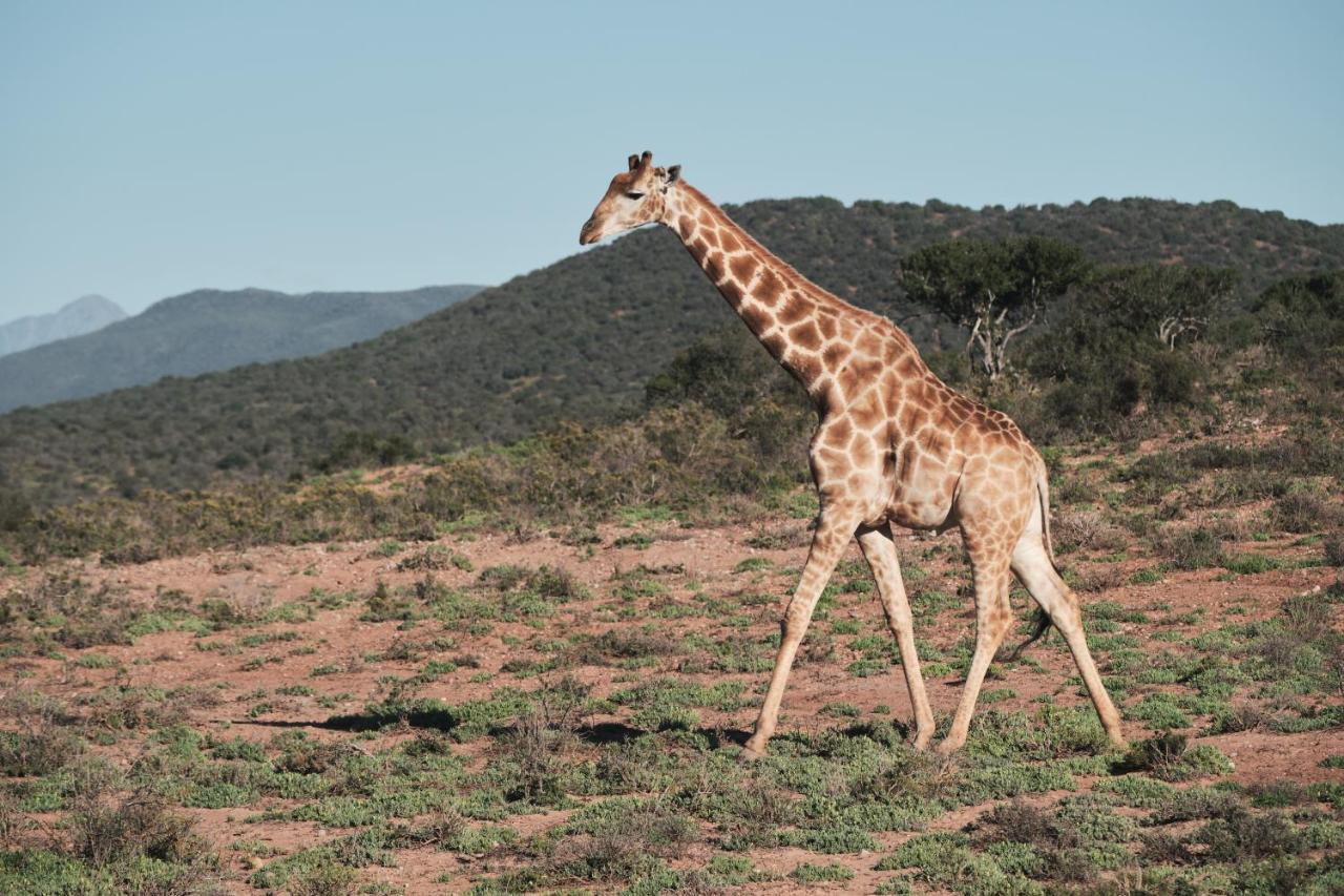 Africamps Klein Karoo Βίλα Oudtshoorn Εξωτερικό φωτογραφία